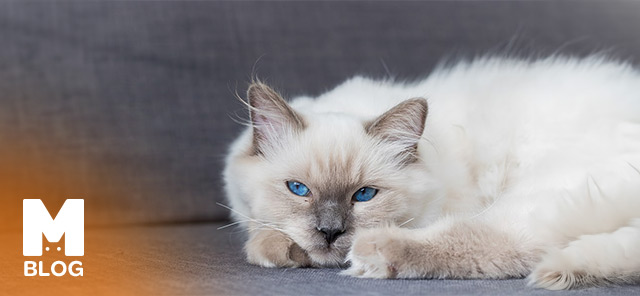 Blue Point Kedi Bakımı ve Özellikleri