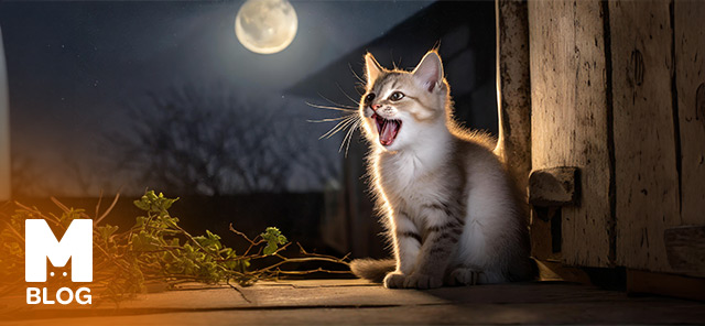 Kediler Neden Gece Miyavlar?