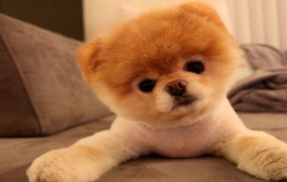Pomeranian Boo Özellikleri Ve Bakımı