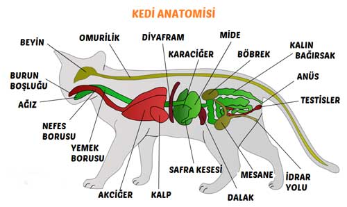 Kedinin Anatomisi
