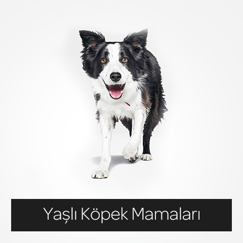 hill's-yasli-kopek-mamalari.jpg (54 KB)
