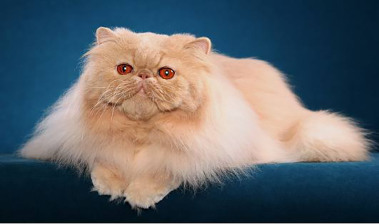 İran Kedisi Özellikleri ve Bakımı