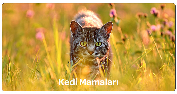 acana-kedi-mamalari2.jpg (71 KB)