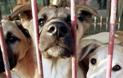 Çin’de Kedi-Köpek etinin tüketimi yasaklanıyor!