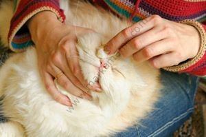 ecoPure Kedi ve Köpekler İçin Göz Temizleme Solusyonu (Optix Care) 59 ml