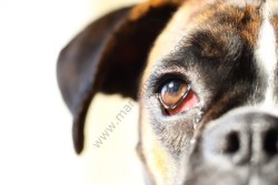 ecoPure Kedi ve Köpekler İçin Göz Temizleme Solusyonu (Optix Care) 59 ml - Thumbnail