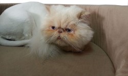 EFC Talya Kedi Yatağı Leopar Desenli No:1 (35 cm) - Thumbnail