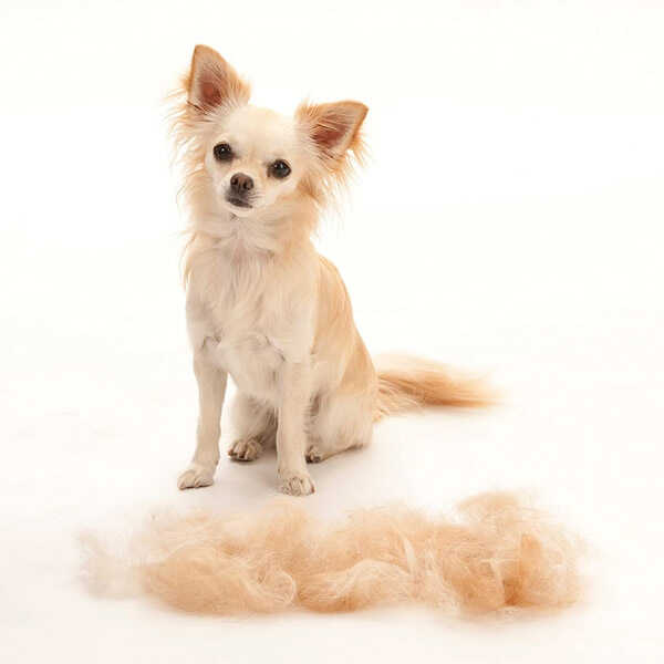 Furminator Kisa Tuylu Kopek Ve Kediler Icin Tarak Xsmall Markamama Com Tr