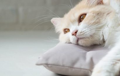 Hasta Kedileri Nasıl Beslemeliyiz?