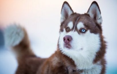 İki Farklı Göz Rengine Sahip Olan Köpek Irkları