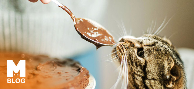 Kedi Çikolata Yer mi?