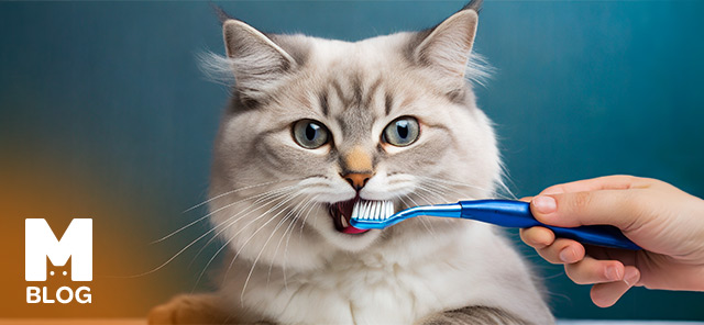 Kedi Dişi Nasıl Fırçalanır?