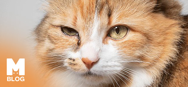 Kedi Gözü Sulanması Sebepleri ve Tedavi Yöntemleri