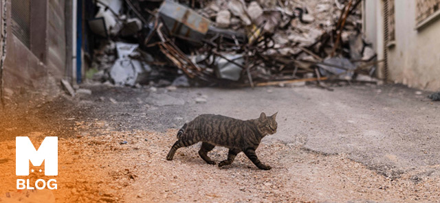 Kediler Depremi Hissedebilir mi? 