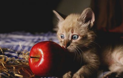Kediler Hangi Meyveleri Yiyebilir?