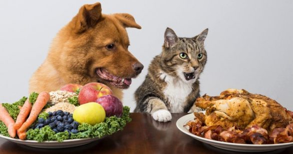 Kediler ve Köpekler Vegan Beslenebilir Mi?