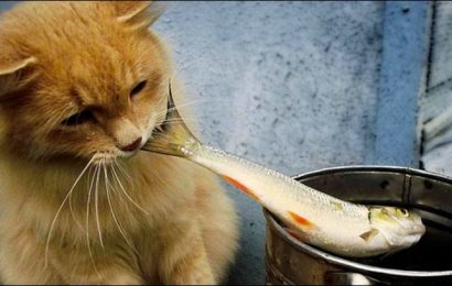 Kedilere Balık Vermek Sakıncalı Mı?