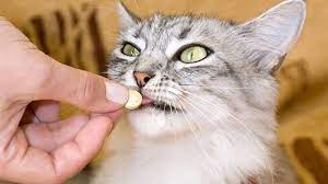 Kedilere Nasıl İlaç Verilir?
