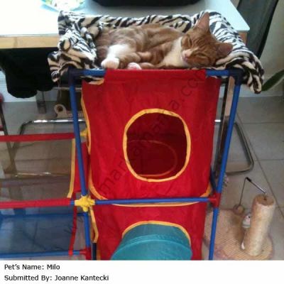 Kitty City Cat Play Center (SP0075)