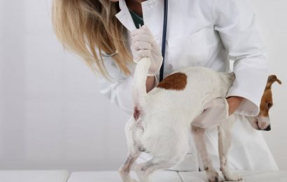 Köpeğinizin İdrarından Neden Kan Gelir?