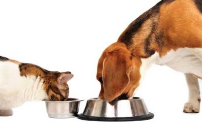 Köpek ve Kedilerin Beslenme Prensipleri