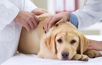 Köpekler İçin DHPP Aşısı Nedir?