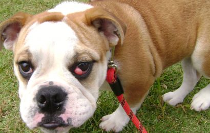 Köpeklerde Görülen Kiraz Göz Hastalığı