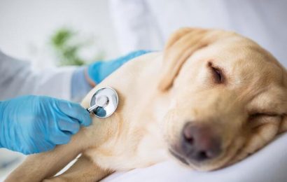 Köpeklerde Kanser Belirtileri