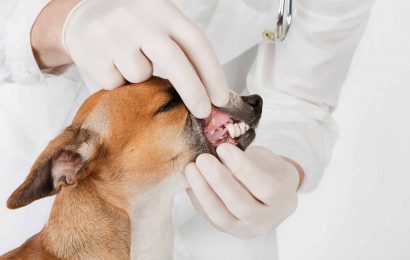 Köpeklerde Oral Melanom Nedir?
