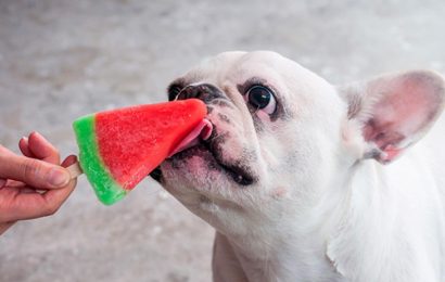 Köpeklere Özel Dondurma