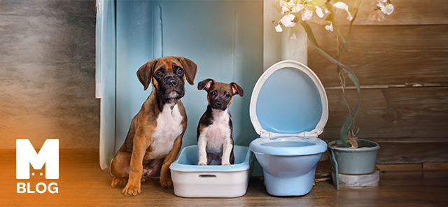 Köpeklere Tuvalet Eğitimi Nasıl Verilir?
