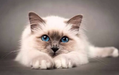 Mavi Gözlü Kedi Irkları