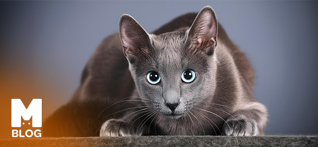Mavi Rus Kedisi Bakımı ve Özellikleri