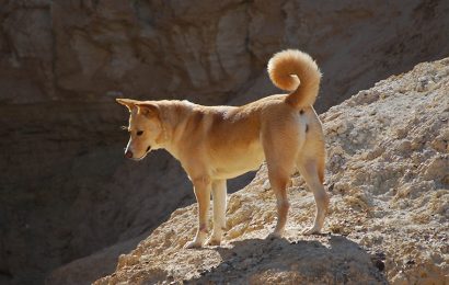 Orta Doğu’dan Eski Bir Tür- Kenan Köpeği