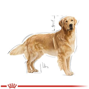 Royal Canin Golden Retriever Köpek Maması 12 KG - Thumbnail
