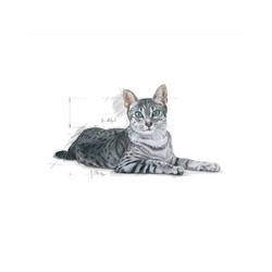Royal Canin İndoor Yaşlı Kedi Maması 3.5 KG - Thumbnail