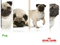 Royal Canin Pug Köpek Maması 1.5 KG - Thumbnail
