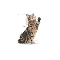 Royal Canin Sterilised Kısırlaştırılmış Kedi Maması 2 KG - Thumbnail