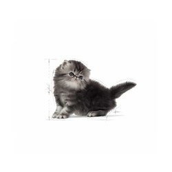 Royal Canin Kitten Persian Kedi Maması 2 KG - Thumbnail