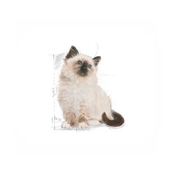 Royal Canin Kitten Yavru Kedi Maması 10 KG - Thumbnail