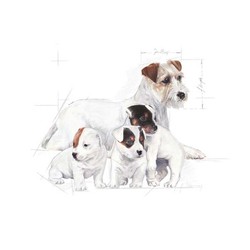 Royal Canin Yavru Köpek Süt Tozu 400 Gr - Thumbnail