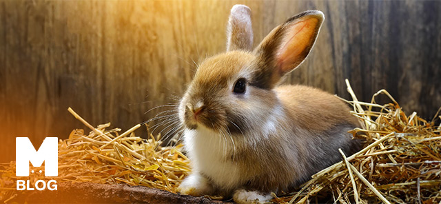 Tavşanlar Hakkında İlginç Bilgiler