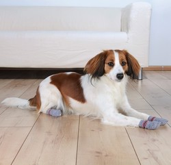 Trixie Köpek Çorabı L-XL ( German Shepherd ) - Thumbnail