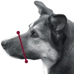 Trixie Köpek Plastik Ağızlık , L , 26 Cm - Thumbnail