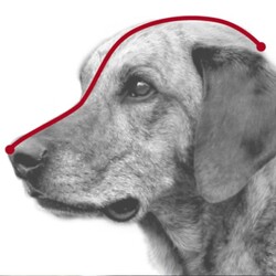 Trixie Köpek Plastik Ağızlık XL 31 Cm - Thumbnail