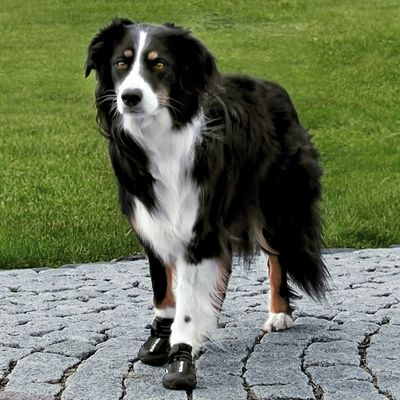 Trixie Köpek Yürüyüş Botu, 2Ad. , XL