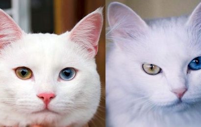 Van Kedisi İle Ankara Kedisi Arasındaki Farklar