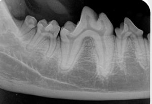 Veteriner diş hekimliğinde dental radyografi neden önemlidir?