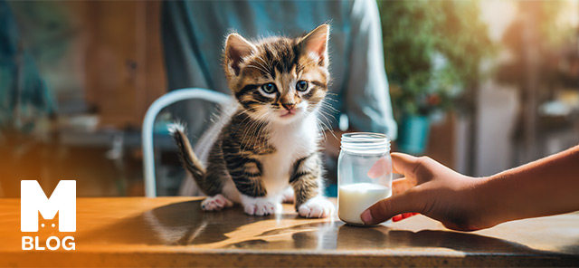 Yavru Kediye Süt Verilir mi?