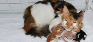 Yeni doğum yapan kedilerde tehlikeli bir durum olan Mastitis